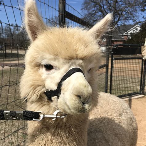 reiling ranch alpacas  BreedSearch Alpacas for Sale